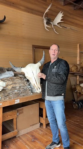 AUTHENTIC BUFFALO SKULL This buffalo skulls is a perfect decoration or accent for any space. 100% authentic buffalo skull, not a replica $995 each #buffalo #skulls #billworbfurs | Bill Worb Furs Inc