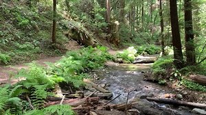 Wishing you a weekend as peaceful as this Fall Creek hike pit-stop. 🌲 HIKE HERE | https://www.santacruz.org/listings/henry-cowell-redwoods-state-park-fall-creek | Visit Santa Cruz
