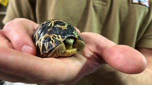 Tiny tortoises, spectacular snakes & relaxed reptiles! Go behind the scenes in our Deserts Dome as Area Manager Lewis introduces amazing animals our guests rarely get to see.#BringingTheZooToYou #ClosedButStillCaring | Indianapolis Zoo