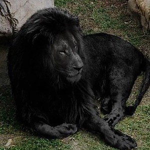 mscandyrain - Twitch