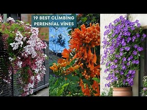 19 Best Climbing Perennial Vines