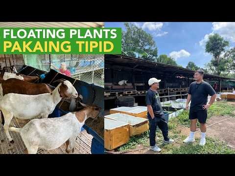 32 Yrs Old Businessman Nag Goat Farming pero Aquatic Plants ang Pakain?