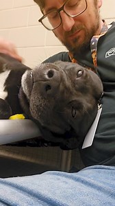 10K views · 1K reactions | One of Nissan's best features is his cuddliness, which switches on automatically the minute you step inside his room. He is almost always set to belly rubs. What was meant to be a short trip from the car dealership where he was found to Seattle Humane and then home has ended up becoming an extended stay. He's been parked with us for nearly two months now and that's long enough. Pump the brakes and make a detour to Seattle Humane! | Seattle Humane | Facebook