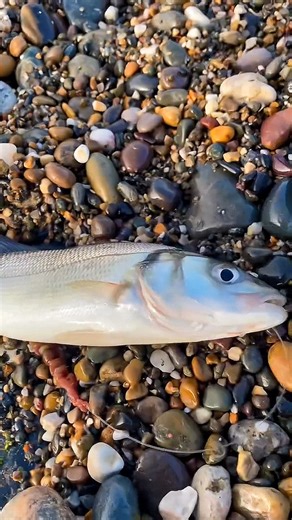Sea Fishing UK | Bass caught on Shore #fishing #bass #llandudno #roikroikadventure | Roikroik Adventure