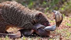 Indian grey mongoose vs cobra | Wild Animals