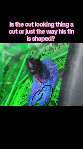 Understanding Fin Shapes in Betta Fish