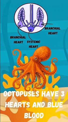Do you know these facts about Octopus?