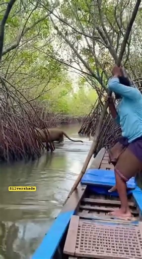 What Happens When a WILD Lion Takes a Swim?