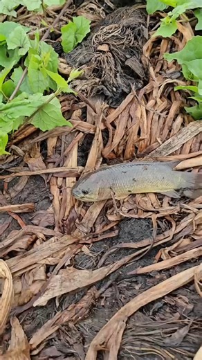 The climbing perch is a species of amphibious freshwater fish in the family Anabantidae. A labyrinth fish native to Far Eastern Asia, the fish inhabits freshwater systems from Pakistan, India, Bangladesh ... #aquariumhobby #fishing #reelsfacebook | Hendrix backyard TV