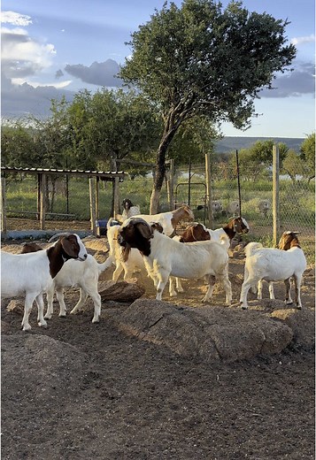 Boergoat Bucks for Sale in Limpopo, South Africa