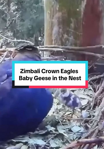 Amazing Zimbali Crowned Eagle Nest Update Featuring Goslings