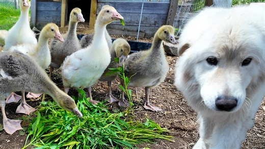 What Doing Farm Chores Teaches You About Life