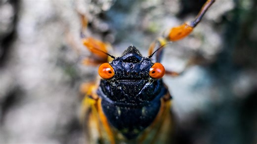 Best areas to see cicadas, now that they're emerging in Upstate SC. When will they die?