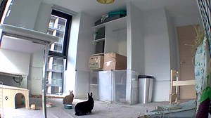 I wanna know what scared them😢 #bunny #rabbit #animals #scaredbunny #spooked #fyp #foryou #foryoupage #following