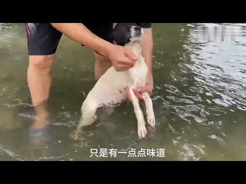 Dog Grooming EXPERT Reveals Best River Bath Techniques