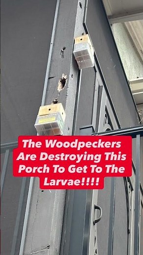 Carpenter Bees and Woodpeckers Destroying This Porch — Here’s How We Stop It for Good