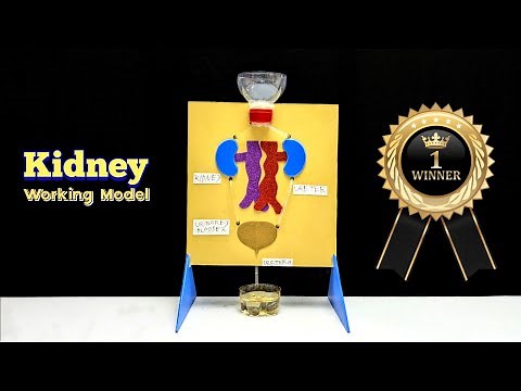 School Science Projects || Kidney Working Model
