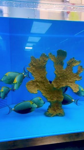 🌈 Tang-tastic trio incoming! Check out this stunning display featuring the Lipstick Tang, Clown Tang, and the Annularis Angelfish – all thriving together in one vibrant environment! 😍🐠 ✨ Want to add some serious colour and personality to your reef? 👉 Head to our website to find your local stockist and see what’s in store! 🔗 https://tropicalmarinecentre.com/ #TropicalMarineCentre #ReefLife #TangGang #LipstickTang #ClownTang #EmperorAngelfish #MarineFish #SupportYourLFS #TropicalFish #FishTan