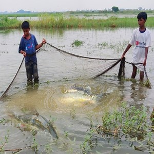 130K views · 506 reactions | South asian traditional net fishing video by village | MR Fishing Life | Facebook