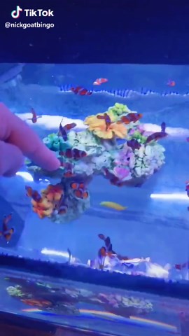 Finding Nemo Puffer Fish in Dorm Room Transformation