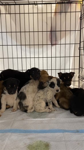 Underdog Animal Rescue & Rehab on Instagram: "🐕 Dogs on the Four Corners reservations need your help. 🧡 Did you know that one unspayed female dog, her mate, and their puppies can produce over 67,000 dogs in just 6 years? In 2016 alone, it was estimated that 250,000+ stray dogs were roaming the Navajo Nation. 💔 Many of these puppies won’t make it past two years of life due to disease, predators, and lack of access to basic veterinary care. The root of the issue isn’t neglect—it’s access. Most 