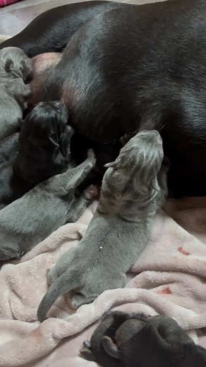 Gigi is having her babies. We’re at five so far and still counting we’re expecting 10 or 11. | Rusty Acres
