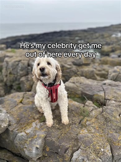 It’s nearly that time of year, template to get our dogs in the mood #template #aitemplate #imacelebrity #doghumour #dogfun