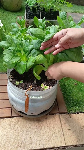 Eco-Friendly Gardening: Watering Healthy Pok Choy in Upcycled Planter.