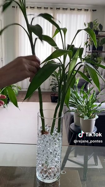 Cuidados e Podas de Plantas: Meu Bambu da Sorte