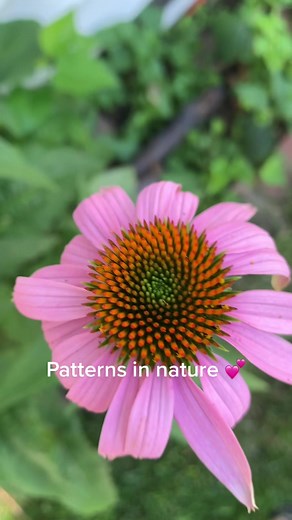 Exploring Patterns in Nature: Vibrant Pink Coneflower