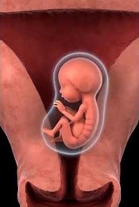 The Exact Moment Of Birth l Real 3d Journey Through Female Body