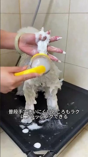 手が汚れない。犬も嫌がらない。完璧。#お風呂嫌いな犬 #自宅シャンプー #犬のシャンプー #バスタイム #犬のいる暮らし