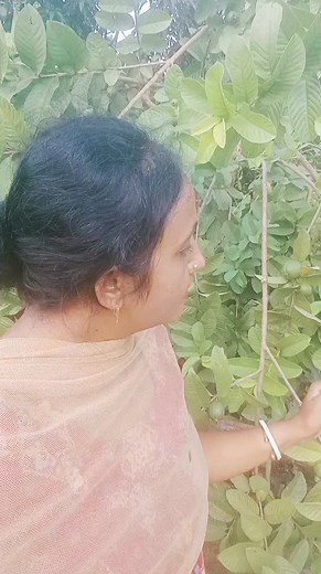 গাছ লাগান #tree #plantation | Lipa Rani Sarker