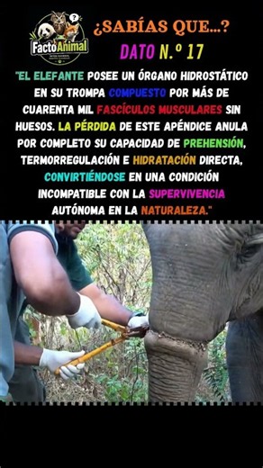 ¿Por qué un elefante NO puede sobrevivir sin esto? 🐘⚠️#animales #elefantes #sabiasque #shorts