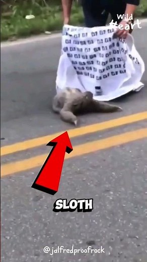 Why Are Sloth 🦥 Attacks Humans During A Hug #shorts #viral #sloth #facts #trending #viralvideo