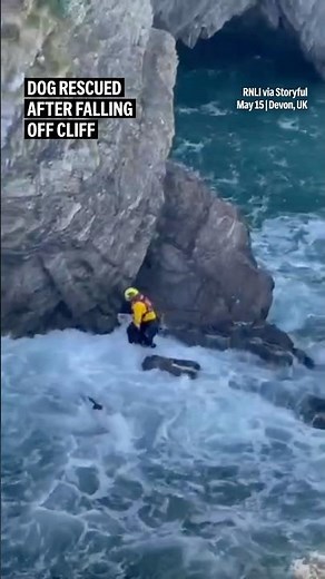 Dog rescued after falling off cliff