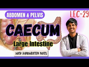 Caecum & Large Intestine Anatomy (Complete) | Types, Interior, Relations & Blood Supply | MBBS