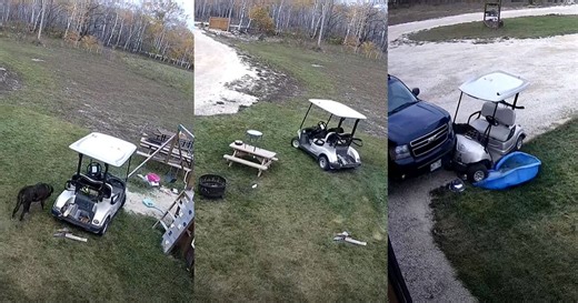 Dog accidentally drives golf cart, crashes into car in amusing CCTV footage