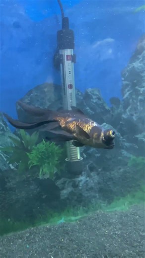 My Fish Is Not Well 🐟 | Please Help | Fish Heart