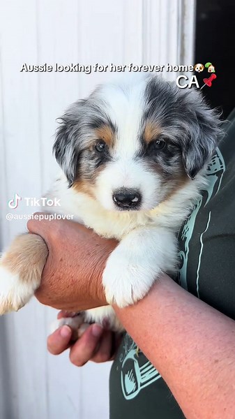 Aussie Looking for a Forever Home