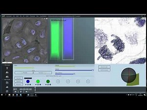 Science in School: Counting Chromosomes in STEVE - a 3D Cell Visualization Tool