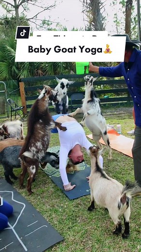 ✨BABY GOAT YOGA✨ Create lasting memories at 24 Karat Ranch during one of their goat yoga classes! These sessions with little, baby goats are the perfect way to unwind with gentle stretches, mindfulness and dwarf goat cuddles 🤭 SHARE this with someone you want to experience this with! #ThePalmBeaches #BabyGoatYoga #goatyoga #thingstodoinflorida #24karatranch #hiddengem #cuteanimals #animalencounters #babygoats #wellness #yoga #loxahatchee
