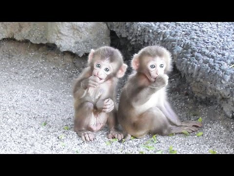 monkey babies