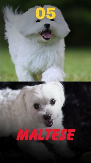 Top 10 Smallest Dog Breeds in the World | Tiny Dog Breeds Ranked #dogshorts #education #doginlife