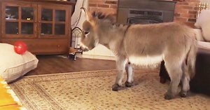 Adorable Little Donkey Named Tiny Tim Believes He’s Actually A Dog