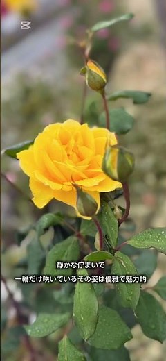 2025年10月26日静かに咲く一輪の黄色い薔薇✨花言葉と名言で心に光と癒しを✨#Shorts