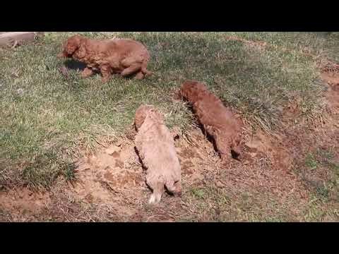 Cavapoo Puppies For Sale