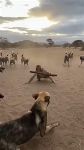 Baboon Stands Its Ground Against Wild Dogs | Epic Wildlife Fight