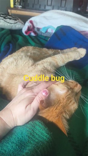 the best cuddle bug ever #1000subscriber #cat #mycat