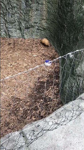 The fastest armadillo running around like crazy